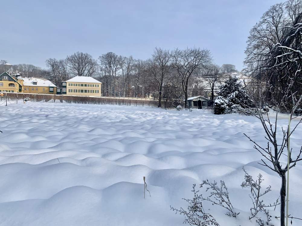Rebstockpatenschaft Sachsen Radebeul