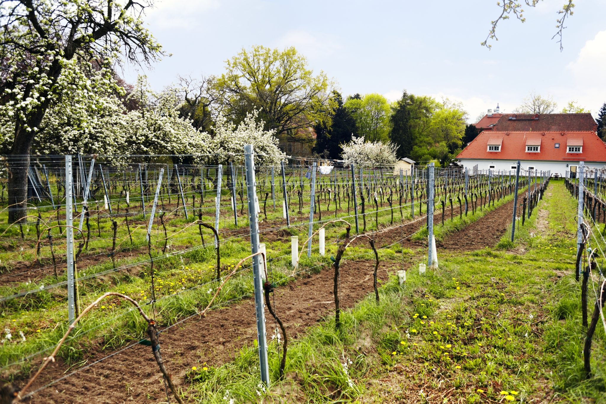 Weingut in Radebeul Haus Steinbach Haus Steinbach