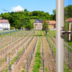 Ausblick aus der Ferienwohung auf die Weinberge