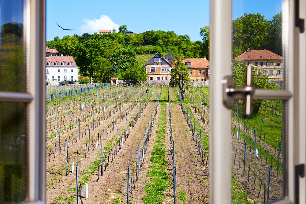 Ausblick aus der Ferienwohung auf die Weinberge